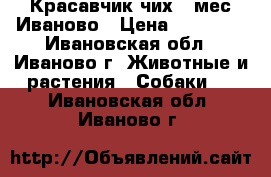 Красавчик чих 2 мес Иваново › Цена ­ 12 000 - Ивановская обл., Иваново г. Животные и растения » Собаки   . Ивановская обл.,Иваново г.